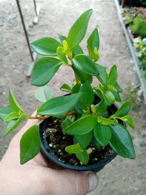 Peperomia periskiifolia - 3