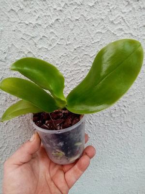 Phalaenopsis cornu-cervi v. chattaladae - 3