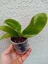 Phalaenopsis cornu-cervi v. chattaladae - 3/4