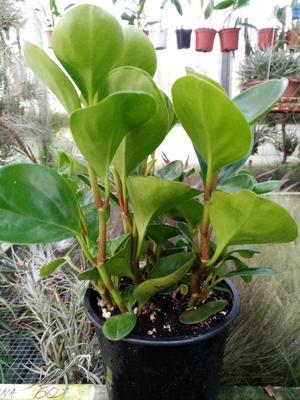 Peperomia obtusifolia (větší) - 3