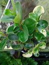 Peperomia obtusifolia 'bicolor mix' (větší) - 3/3