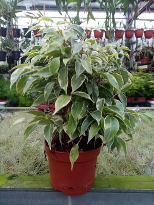Ficus benjamina (bílozelený) - 3
