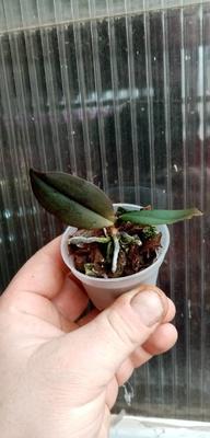 Phalaenopsis lowii - 3