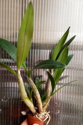 Dendrobium speciosum v. curvicaule 'Palmerstone' AM/AOS - 3
