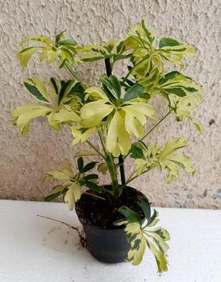 Schefflera arboricola (mini) - 3