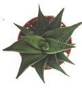 Haworthia limifolia 'Twister' - 3/3
