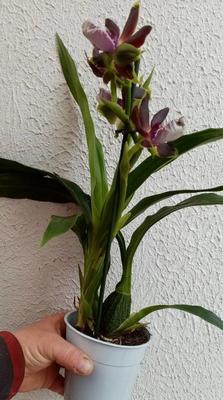 Kvetoucí orchidej Zygopetalum Twins - 3