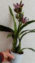 Kvetoucí orchidej Zygopetalum Twins - 3/3