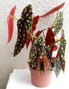 Begonia maculata 'wightii' (velký trs) - 3/3