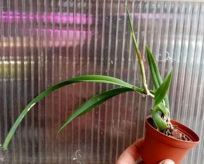 Epidendrum parkinsonianum - 3