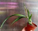 Epidendrum parkinsonianum - 3/3