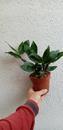 Dendrobium griffithianum x thyrsiflorum - 3/3