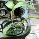 Dendrobium balzerianum - 3/4