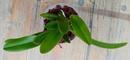 Cattleya trianae v. coerulea - 3/3