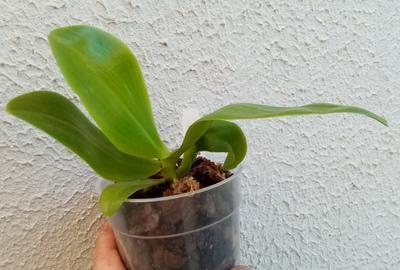 Phalaenopsis (Mituo Sun x violacea) x (speciosa x javanica) - 3