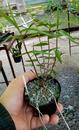 Dendrobium lancifolium - 3/3