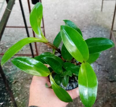 Dendrobium setigerum - 3