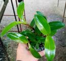 Dendrobium setigerum - 3/3