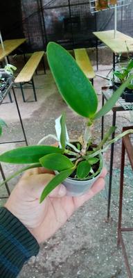 Cattleya loddigesii - 3