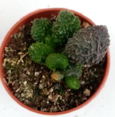 Adromischus marianae 'Coral Red' - 3