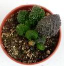 Adromischus marianae 'Coral Red' - 3/3