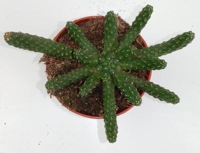 Euphorbia inermis - 3