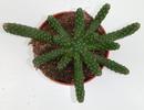 Euphorbia inermis - 3/3