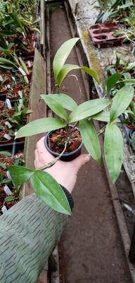 Dendrobium thyrsiflorum - 3