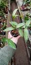 Dendrobium thyrsiflorum - 3/3