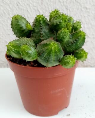 Euphorbia pseudoglobosa - 3