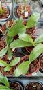 Phalaenopsis pallens - 3/3