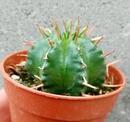 Euphorbia pulvinata - 3/3