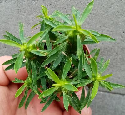 Euphorbia loricata - 3