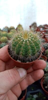 Eriocactus warasii - 3