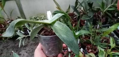 Phalaenopsis gigantea - 3