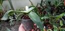 Phalaenopsis gigantea - 3/4