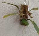 Bulbophyllum macranthum - 3/3