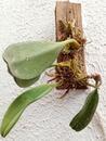 Bulbophyllum violaceolabellum - 3/4