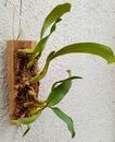 Bulbophyllum orectopetalum - 3/3