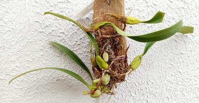 Bulbophyllum crassipes - 3