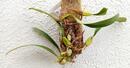 Bulbophyllum crassipes - 3/3