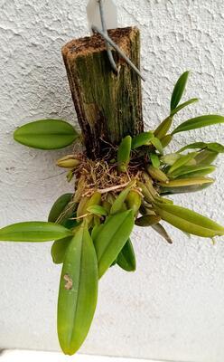 Bulbophyllum putidum - 3
