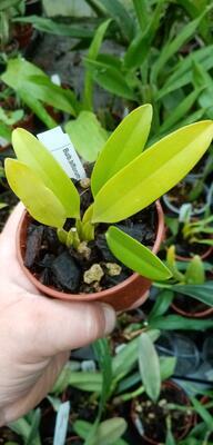 Bulbophyllum biflorum - 3