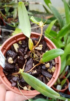 Bulbophyllum lasiochilum 'Myanmar' - 3