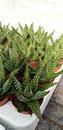 Haworthia fasciata 'Royal Albert' - 3/3