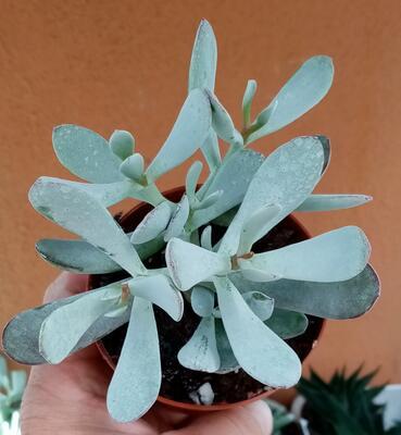 Cotyledon orbiculata 'Happy Young Lady' - 3