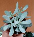 Cotyledon orbiculata 'Happy Young Lady' - 3/3