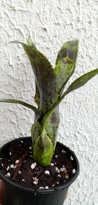 Neoregelia pauciflora - 3