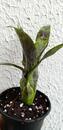Neoregelia pauciflora - 3/3