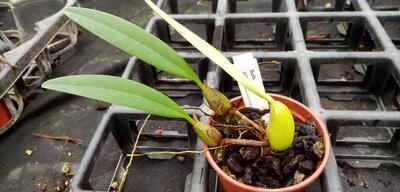 Bulbophyllum crassipes - 3